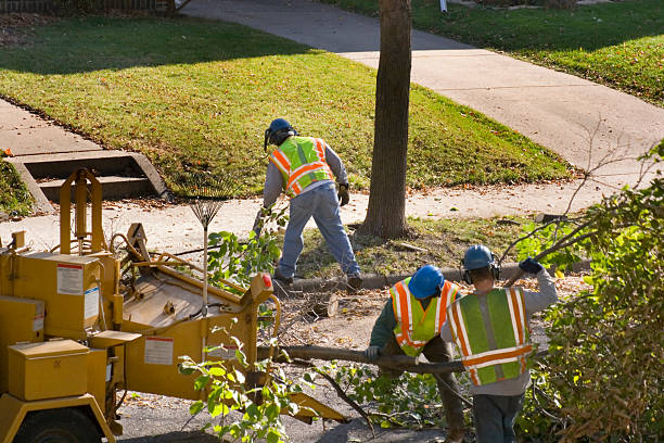 Best Tree and Shrub Care  in Appalachia, VA